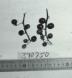 Click for 1 image(s) for this accession. FRUIT